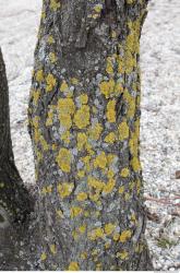 Tree Bark